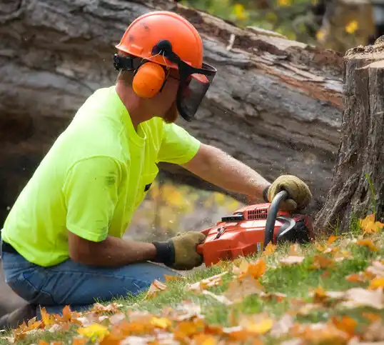 tree services Romulus